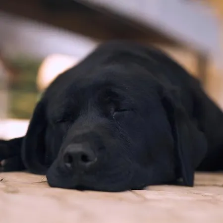 Casa Margarida, Quinta Carmo - - Nazaré *