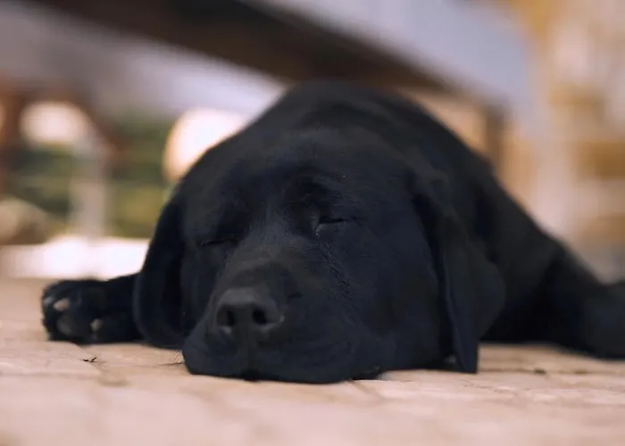 Casa Margarida, Quinta Carmo - - Nazaré *