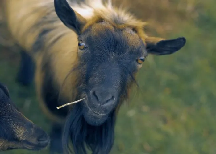 Casa Margarida, Quinta Carmo - - Nazaré Chalé *